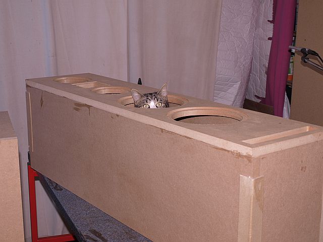 Katze in Box